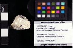 Foto (Objket + Etiketten) von Paguridae indet. 